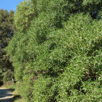 myoporum_laetum1md (Myoporum laetum)