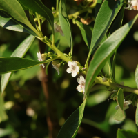 myoporum_laetum3md (Myoporum laetum)