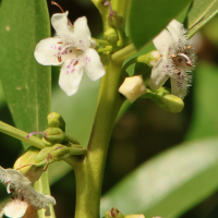 myoporum_laetum9md (Myoporum laetum)