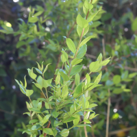 myrtus_communis3md (Myrtus communis)