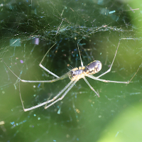 neriene_radiata3md (Neriene radiata)