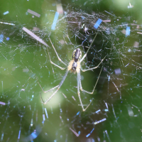 neriene_radiata4md (Neriene radiata)