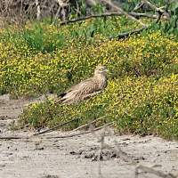 oedicneme_criard_-_burhinus_oedicnemus5bd (Burhinus oedicnemus)