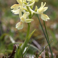 orchis_provincialis6md (Orchis provincialis)