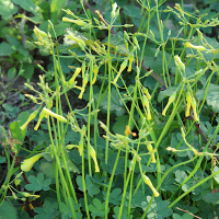 oxalis_pes-caprae8md (Oxalis pes-caprae)