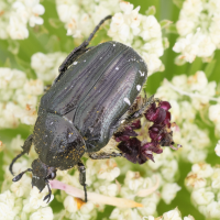 oxythyrea_funesta10md (Oxythyrea funesta)