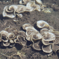 padina_pavonica5md (Padina pavonica)