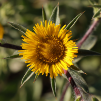 pallenis_spinosa4md (Pallenis spinosa)