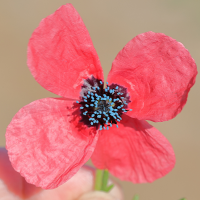 papaver_hybridum9md (Papaver hybridum)