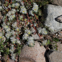 paronychia_argentea3md (Paronychia argentea)