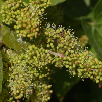 parthenocissus_tricuspidata10md (Parthenocissus tricuspidata)