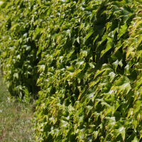 parthenocissus_tricuspidata9md (Parthenocissus tricuspidata)