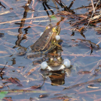 pelophylax_lessonae_bergeri4bd (Pelophylax lessonae ssp. bergeri)