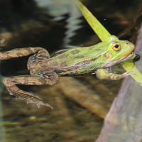 pelophylax_lessonae_bergeri5bd (Pelophylax lessonae ssp. bergeri)