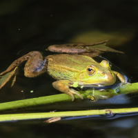 pelophylax_lessonae_bergeri6bd (Pelophylax lessonae ssp. bergeri)