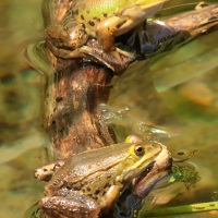 pelophylax_lessonae_bergeri7md (Pelophylax lessonae ssp. bergeri)