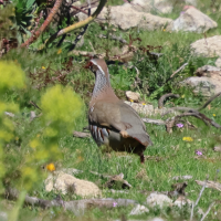 perdrix_rouge_-_alectoris_rufa4bd (Alectoris rufa)
