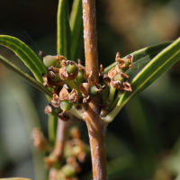 phillyrea_angustifolia7md (Phillyrea angustifolia)