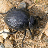 pimelia_payraudi4md (Pimelia payraudi)