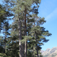pinus_nigra_laricio2md (Pinus nigra ssp. laricio)