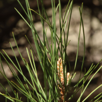 pinus_nigra_laricio3md (Pinus nigra ssp. laricio)