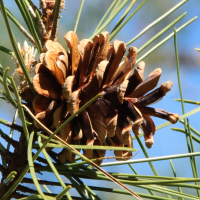 pinus_nigra_laricio4md (Pinus nigra ssp. laricio)