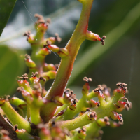 pistacia_lentiscus6md (Pistacia lentiscus)