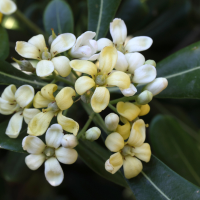 pittosporum_tobira2md (Pittosporum tobira)