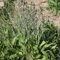 plantago_lanceolata_var_mediterranea1md (Plantago lanceolata)