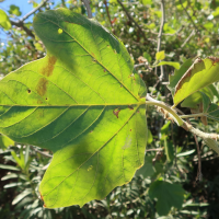 platanus_x_hispanica13md (Platanus x hispanica)