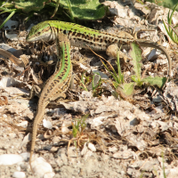 podarcis_siculus4md (Podarcis siculus)