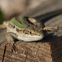 podarcis_siculus5md (Podarcis siculus)