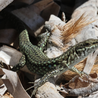 podarcis_tiliguerta2bd (Podarcis tiliguerta)