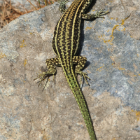 podarcis_tiliguerta5md (Podarcis tiliguerta)