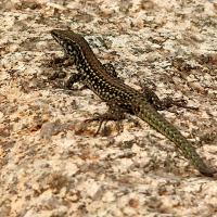 podarcis_tiliguerta6md (Podarcis tiliguerta)