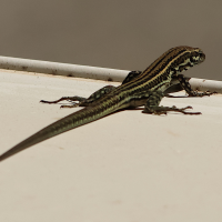 podarcis_tiliguerta7md (Podarcis tiliguerta)