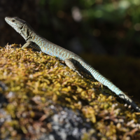 podarcis_tiliguerta8md (Podarcis tiliguerta)