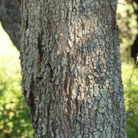 quercus_ilex15md (Quercus ilex)