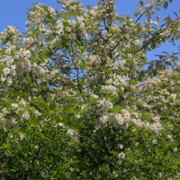 robinia_pseudoacacia4md (Robinia pseudoacacia)
