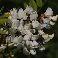 robinia_pseudoacacia5md (Robinia pseudoacacia)