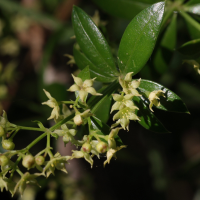 Rubia peregrina (Garance voyageuse)