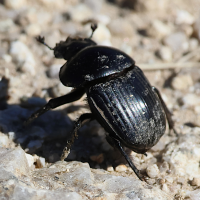 scarabaeus_laticollis6bd (Scarabaeus laticollis)