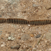 Thaumetopoea pityocampa (Processionnaire du pin)