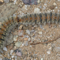 thaumetopoea_pityocampa_ch3md (Thaumetopoea pityocampa)