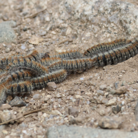 thaumetopoea_pityocampa_ch6bd (Thaumetopoea pityocampa)