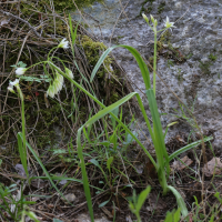 Allium pendulinum (Ail pendant)