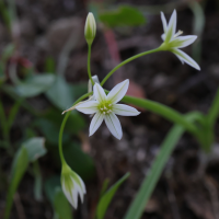 allium_pendulinum2md (Allium pendulinum)