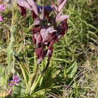 serapias_cordigera4md (Serapias cordigera)