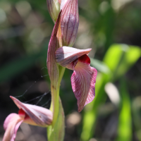 serapias_lingua6md (Serapias lingua)