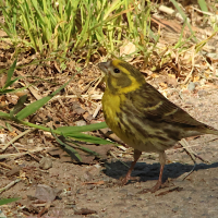 serin_cini_-_serinus_serinus6md (Serinus serinus)